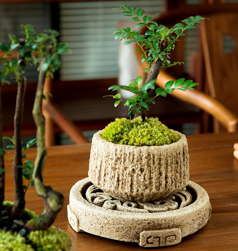 小叶紫檀叶子一碰就掉,小叶紫檀盆景掉叶子是什么原因