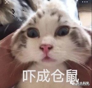 仓鼠的嘴巴到底有多大啊,仓鼠的嘴巴有什么可爱的地方