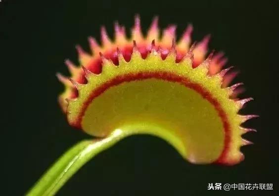 打翻了调色盘的花,打翻了调色盘的美景