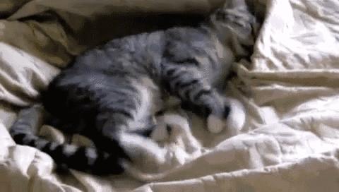 猫会像人一样做梦吗,猫老是做梦