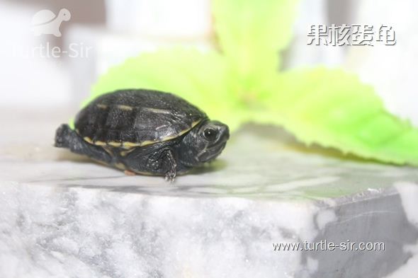 乌龟冬眠后怎么开食,浅水冬眠乌龟什么时候喂食