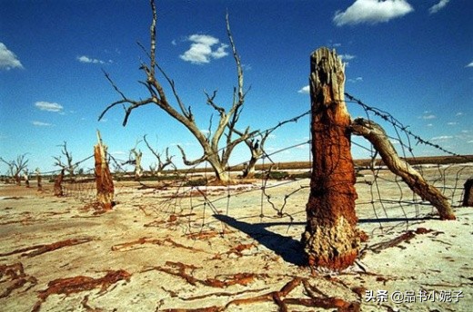 读荒野的呼唤有感400字,荒野的呼唤巴克是什么狗
