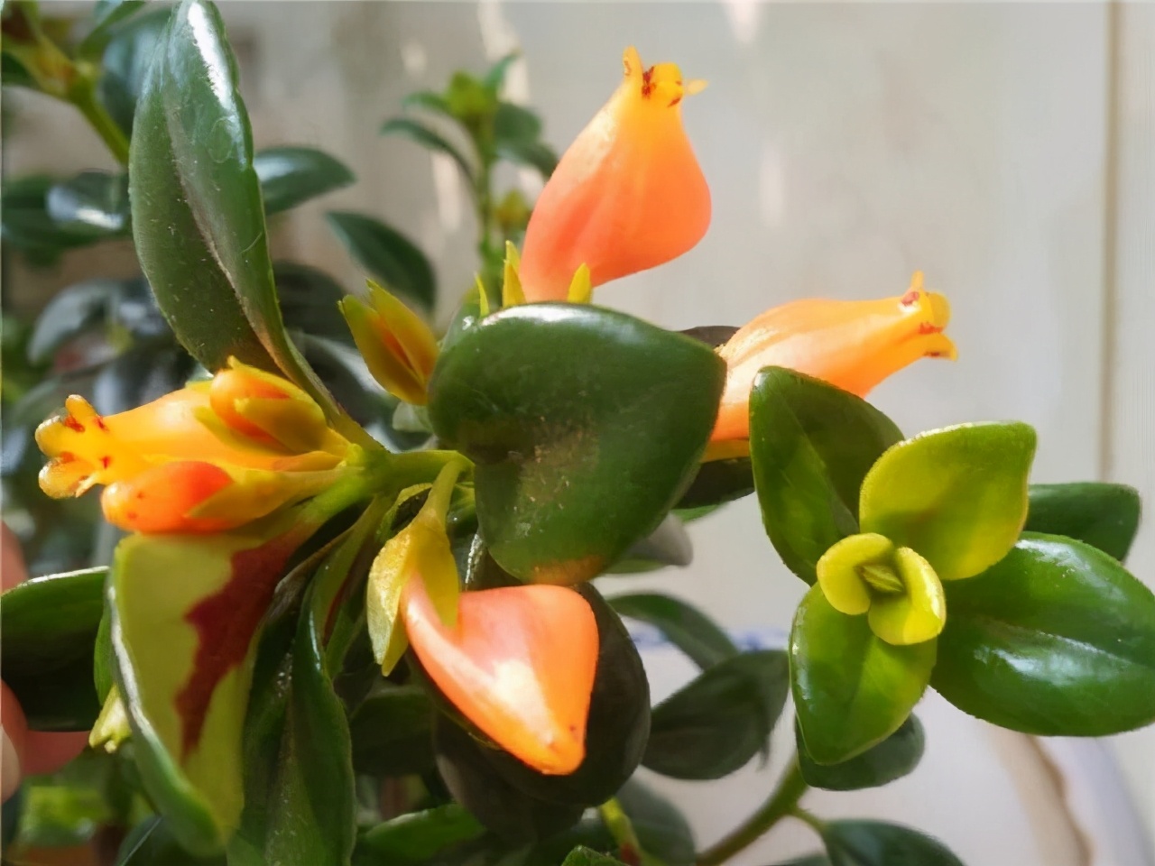 金鱼吊兰怎么养越养越亮,金鱼吊兰怎么养最旺盛