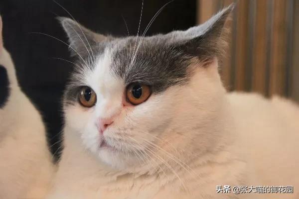 猫咪有很多口臭是什么原因,猫咪口臭是什么原因导致的