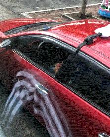 搞笑视频,搞笑动图gif兔子