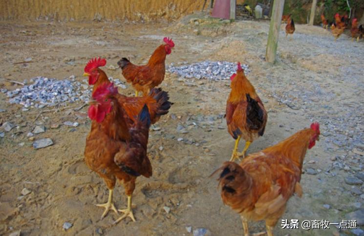 鸡舍粪污如何处理,散养户畜禽粪污处理方式有哪些