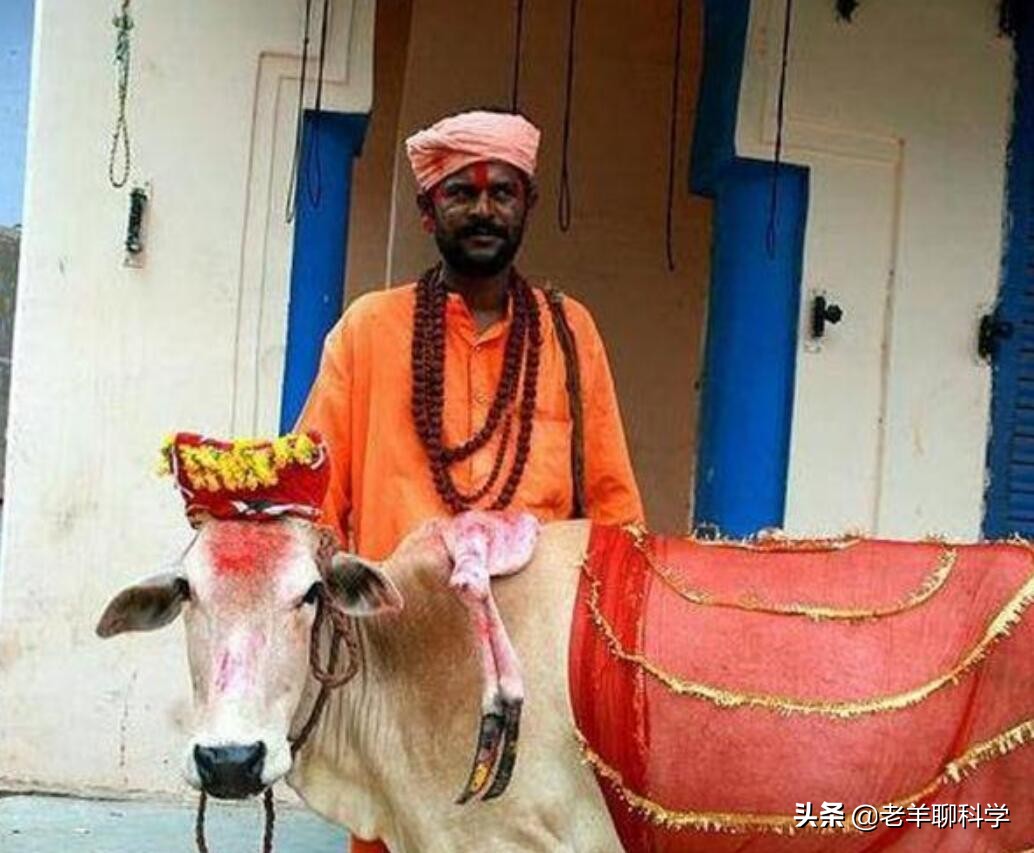 长出白斑！恒河鳖被宠到自然老死而泛滥，中国吃货能解决吗？