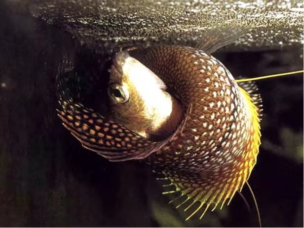 斗鱼观赏鱼大型,哪种斗鱼最适合新手养