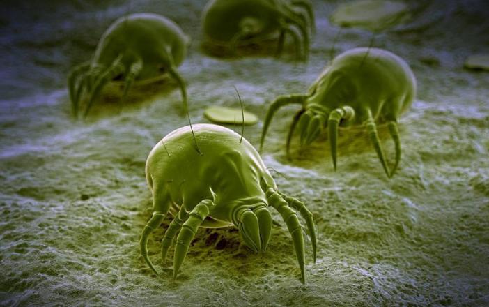 检查身体有没有虫怎么检查,身上有小黑点点一样的虫子