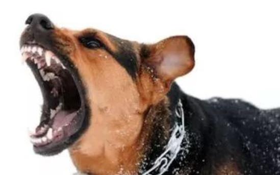 狗狗舔自己伤口会得狂犬病吗,狗唾液舔到微小伤口会得狂犬病吗