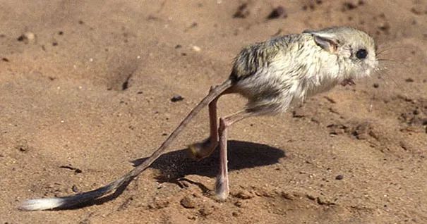 不忍直视世界罕见的十大变异动物,不忍直视世界罕见的十大动物
