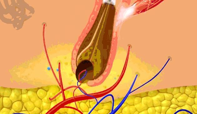明星亲测生发液,明星亲测养生