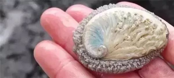 世界顶级鲍鱼菜图片,世界鲍鱼体型十大排行榜