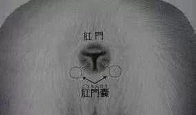 狗狗肛门腺发炎怎么办,狗狗肛门腺发炎症状有血水