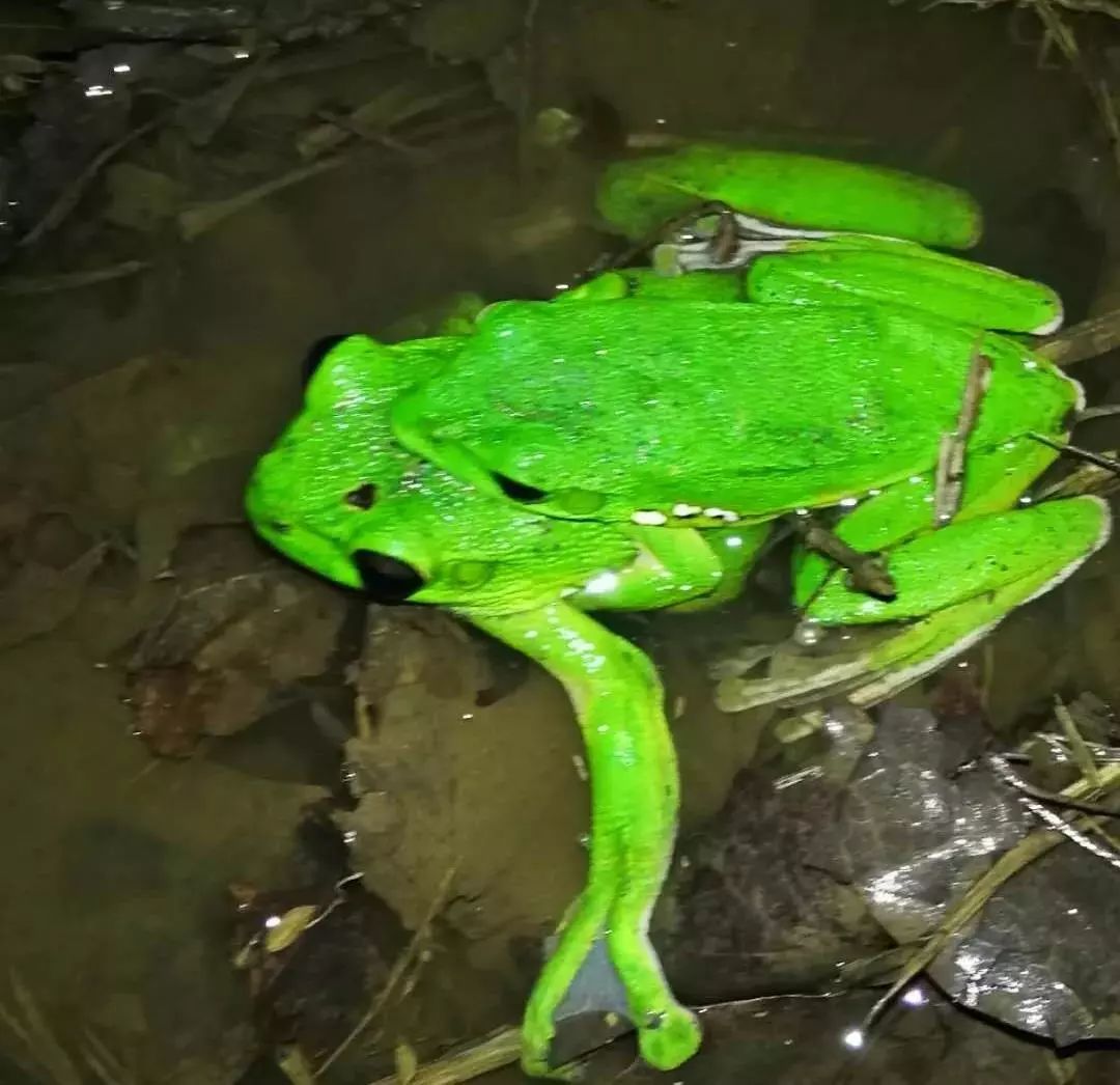 野生树蛙吃了犯法吗,吃树蛙判几年