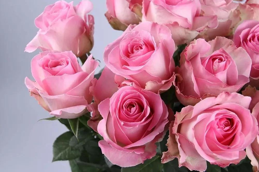 一篇文章带你认识三亚40种花,鲜花图鉴一次性认识30种玫瑰花