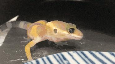 怎么养爬宠守宫,爬宠守宫怎么养