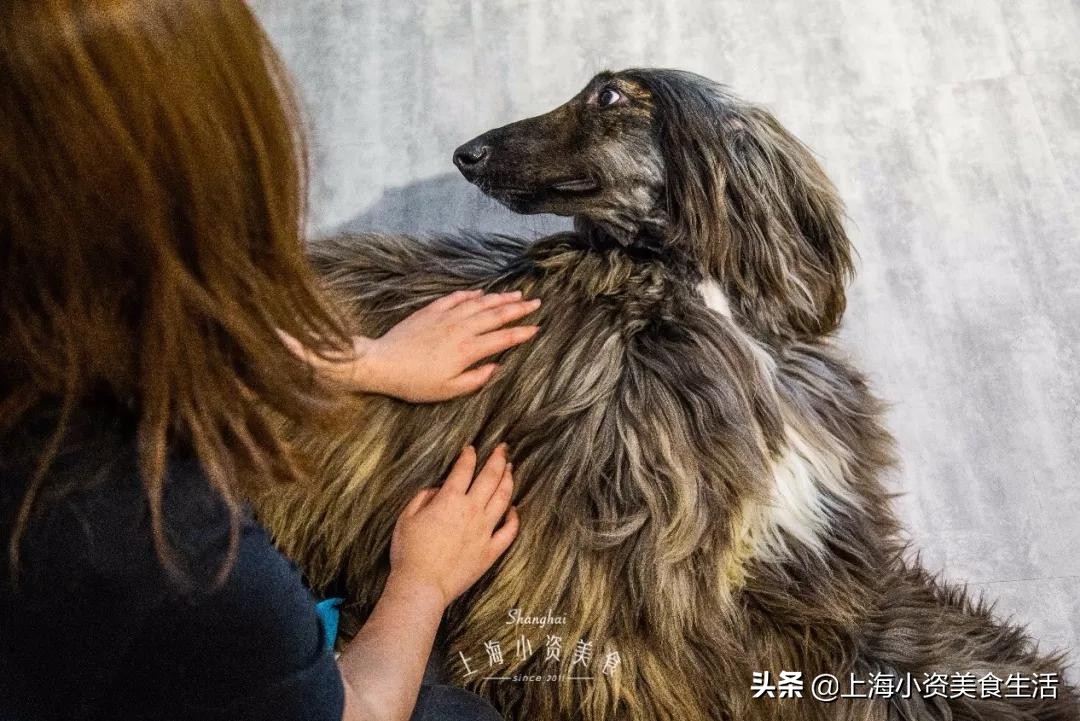 魔都哈士奇体验馆宠物咖啡,魔都哈士奇咖啡馆