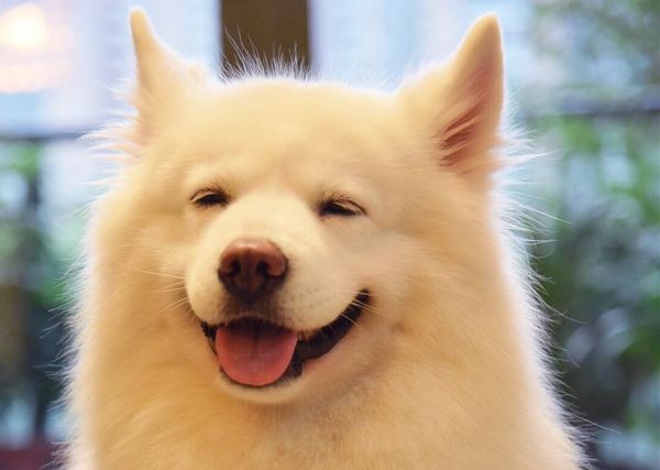 微笑天使萨摩耶犬,微笑天使萨摩耶好养吗