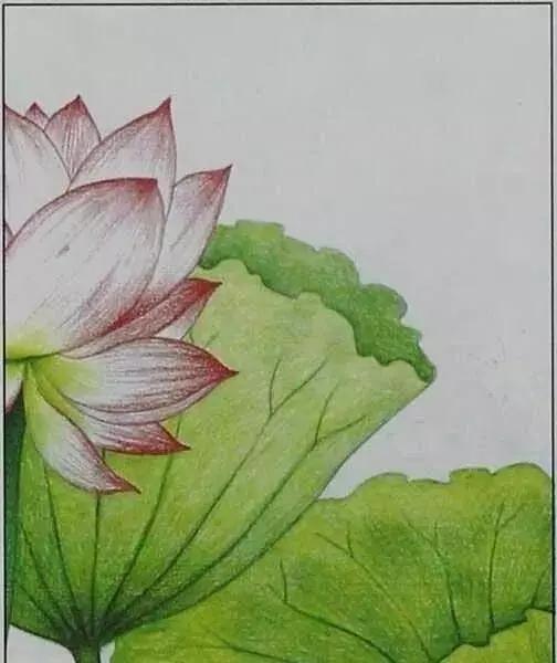 画荷塘与荷花,画一张美丽的荷塘画