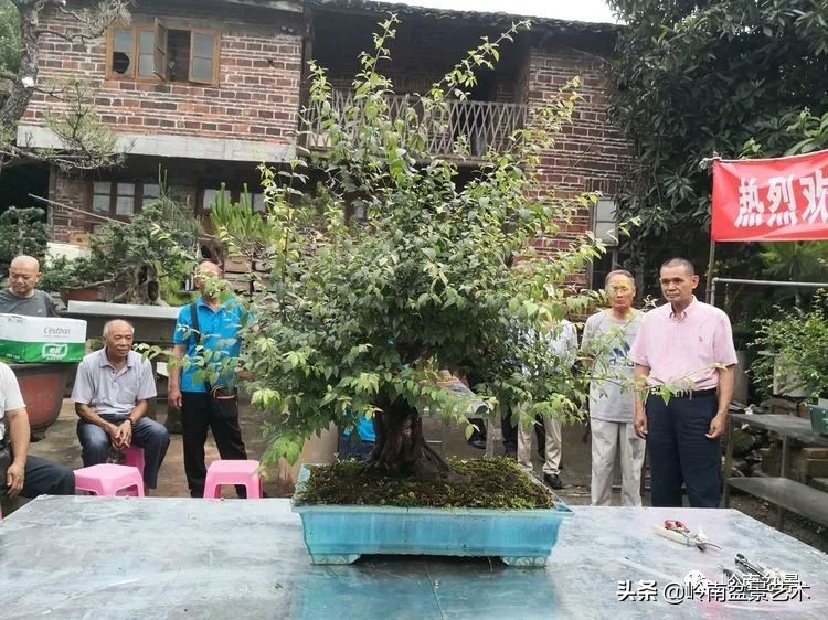 广东的盆景有哪些,适合广东玩的盆景