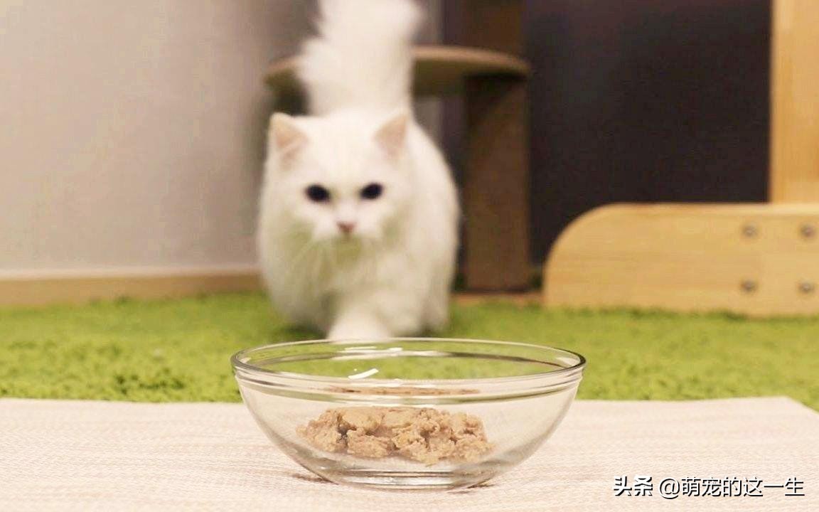 猫咪严重挑食怎么纠正,猫咪不怎么吃猫粮挑食怎么办