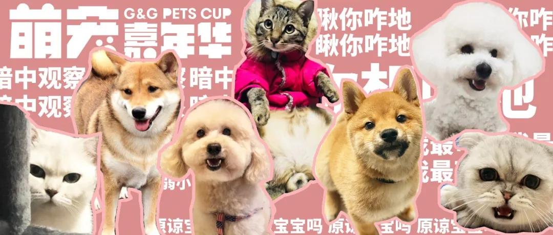 爱宠大机密作战计划,爱宠大作战作战计划