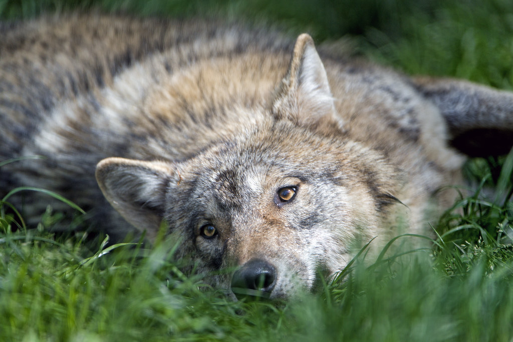 哪种狗狗的开销最低,新手养哪种狗狗最好养又聪明