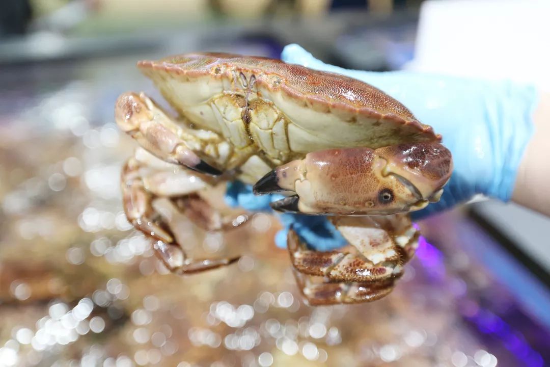 盒马第一家门店开业,盒马鲜生第一个店