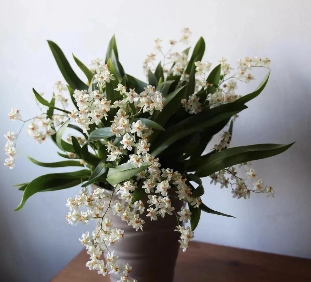 梦香兰的养殖方法,梦香兰花苗