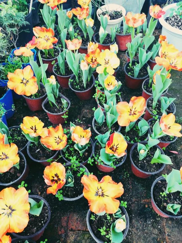 西安三桥附近哪里有花卉市场,西安北二环大明宫花卉市场地址