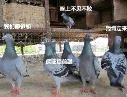 世界大战中的信鸽传奇：以吾一“鸽”之力挽救无数生命