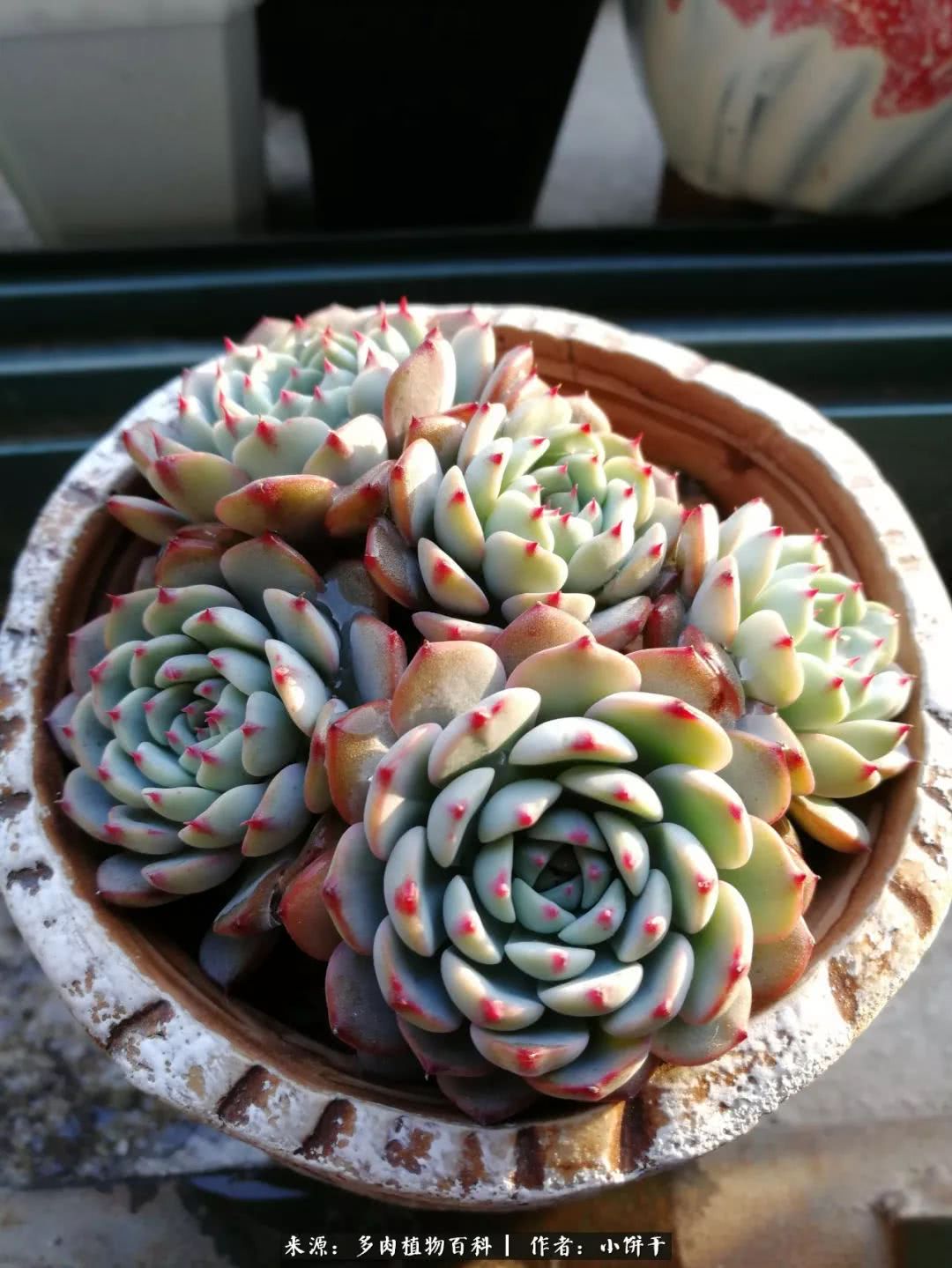 无肉不欢的肉瘾少女，日日沉迷于美色无法自拔！