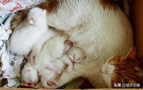 母猫难产在家怎么处理,母猫难产怎么解决