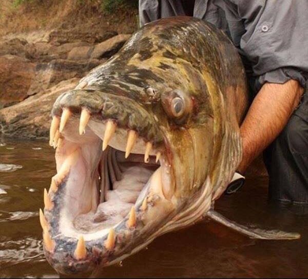 极具攻击性的观赏鱼有哪些,常见的攻击性强的观赏鱼