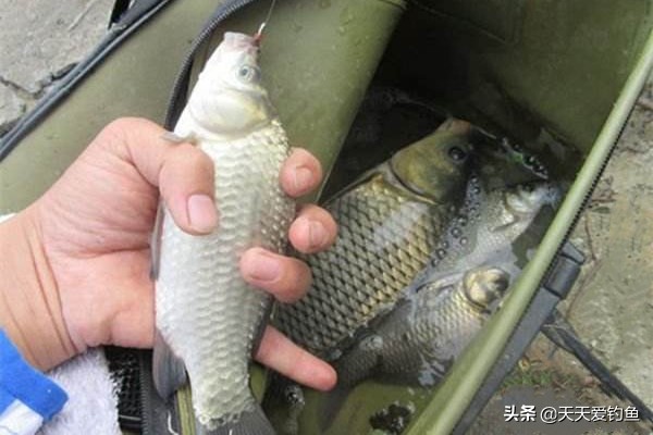 野钓鲫鱼最好用最厉害的窝料配方,野钓鲫鱼的窝料配方大全