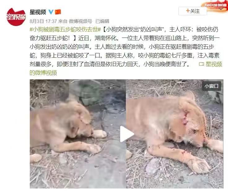 7斤重五步蛇与狗撞上,狗赶蛇不成被咬身亡!和眼镜蛇比它更毒?