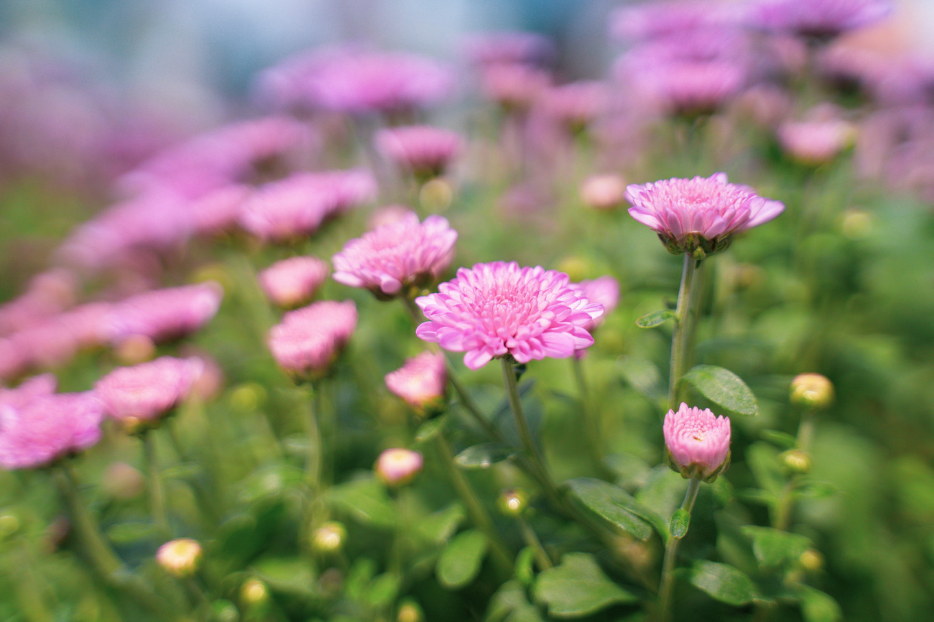 不仅仅是皮革，海清潮静——海宁