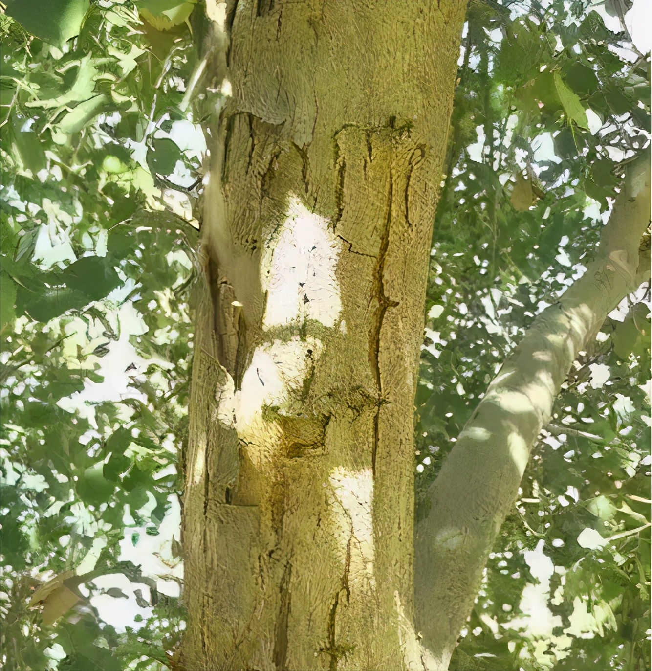 木知识大全图解,红木家具阔叶黄檀图片