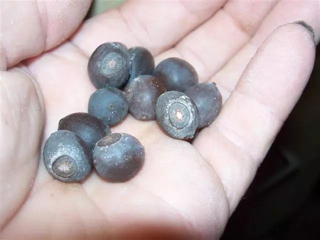 大水缸里面种植荷花,家里有个大水缸适合养哪种荷花