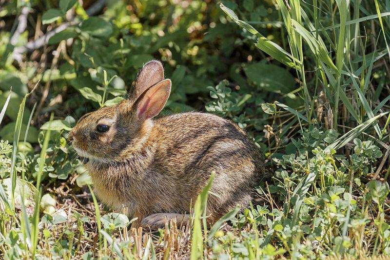 怎么看养殖兔有没有怀孕,母兔养多久怀孕最好
