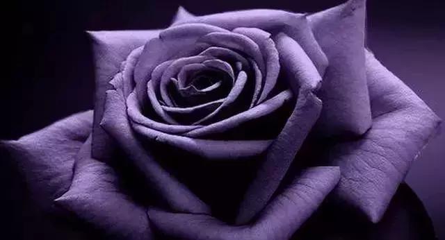 4000种不一样的玫瑰品种大全,100种玫瑰品种图鉴大全