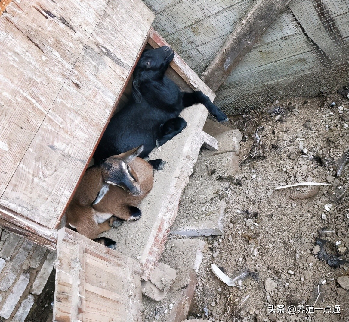 90后养羊专业户,最赚钱的养羊模式