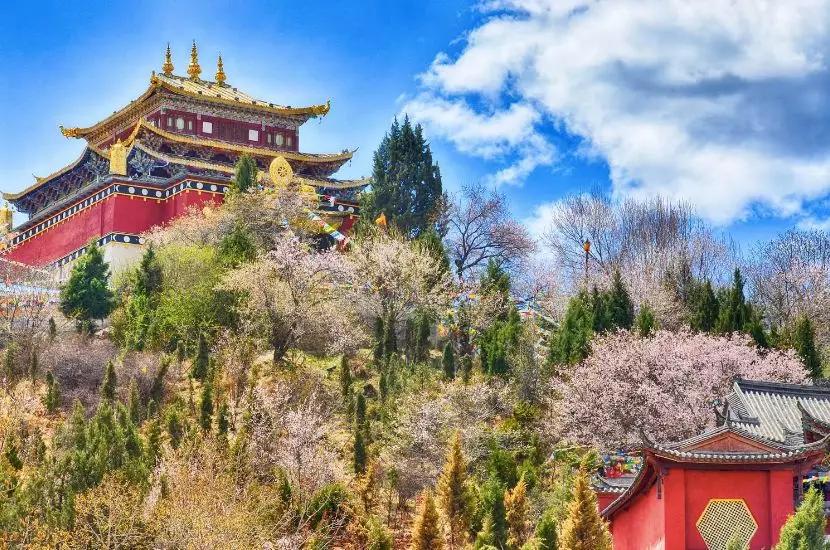 带你Get《司藤》同款神仙美景,春天的香格里拉这样玩