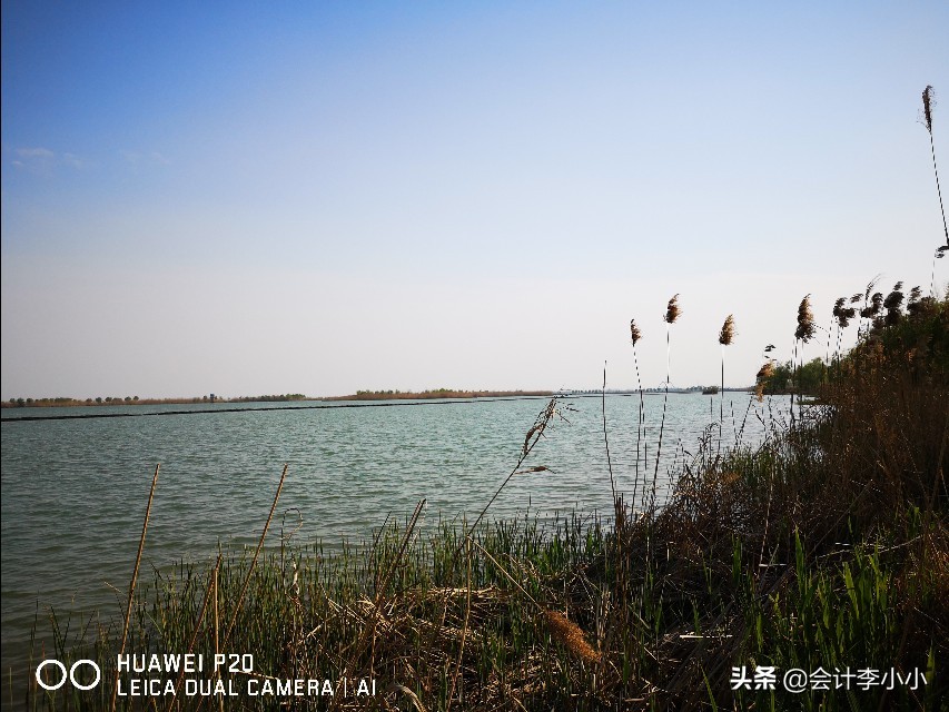 巢湖岸上草原,合肥岸上草原照片