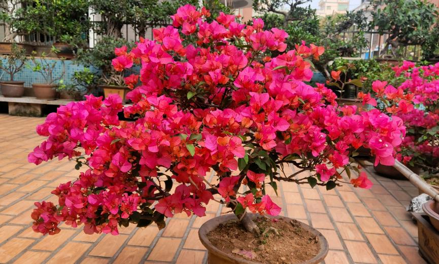 新手应该掌握的12个养花技巧,养花技巧记住这4点才算入门