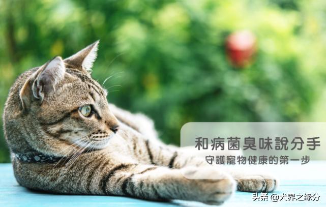 天气干燥宠物注意什么,养了宠物如何除菌