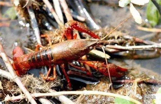 新开的塘养殖小龙虾需要注意什么,小龙虾养殖五月要注意事项