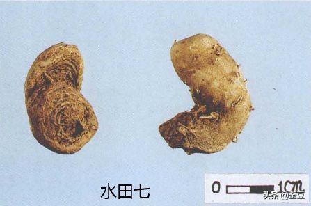 中药材伪品太多，俗有南国神草之称的三七，就有十多种假货