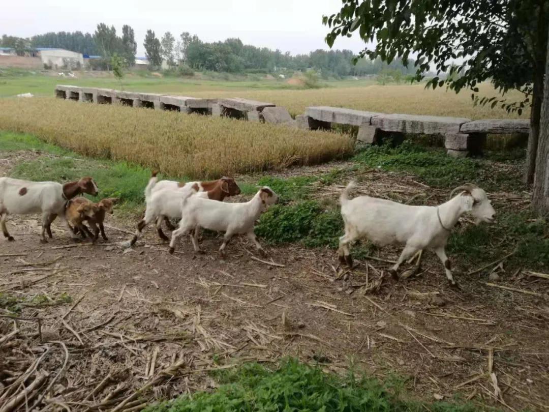 滕州故事:纪念高熙喆撰漷河永济桥碑文110周年(李庆)